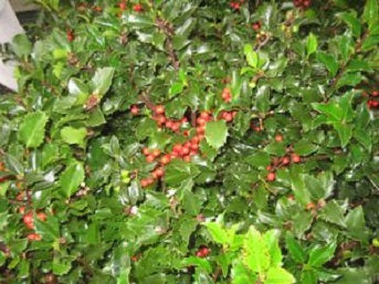 ilex_royal_family[1].jpg