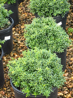 ilex_soft_touch_small.jpg