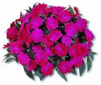 imp_ng_harmony_magenta.jpg