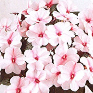 impatiens_Harmony_Candy_Cream[1].jpg