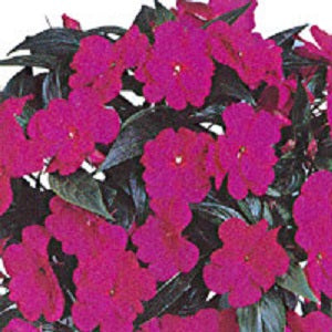 impatiens_Harmony_dark_violet[1].jpg