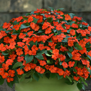 impatiens_beacon_bright_red_.jpg