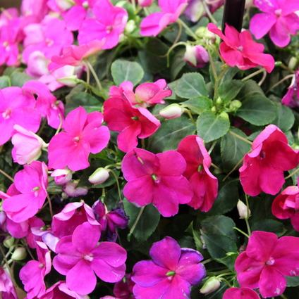 impatiens_beacon_violet_shades_.jpg