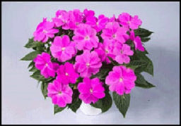 impatiens_harmony_dark_lilac[1].jpg