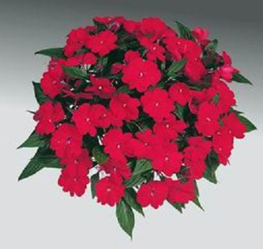 impatiens_harmony_dark_red[1].jpg