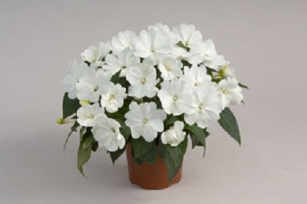 impatiens_harmony_snow[1].jpg