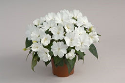 impatiens_harmony_snow[1].jpg