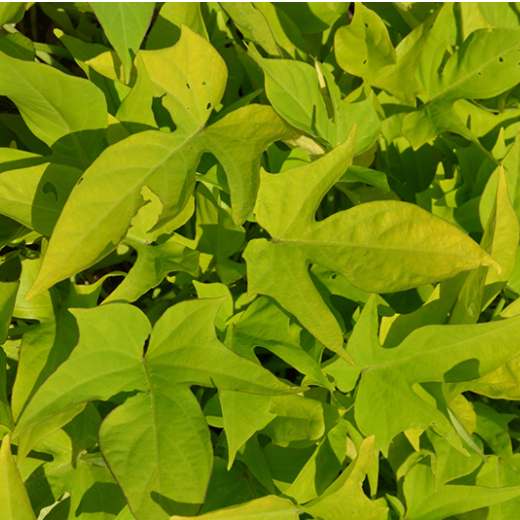 ipomoea_sweet_georgia_light_green.png