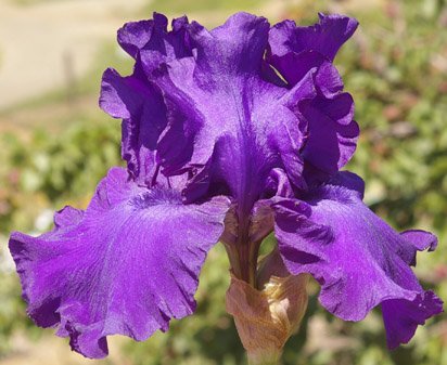 iris_His_Royal_Highness.jpg
