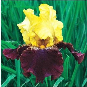 iris blatant2.jpg