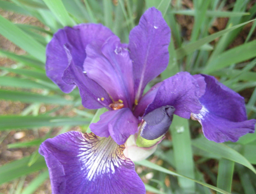 iris caesars bro flwr.jpg
