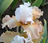 iris champagne elegance.jfif
