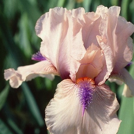 iris_germanica_concertina-.jpeg
