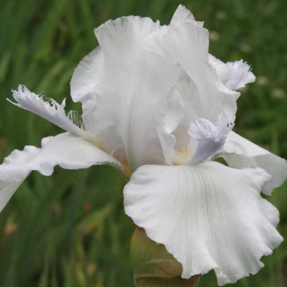 iris_germanica_mesmerizer-.jpg