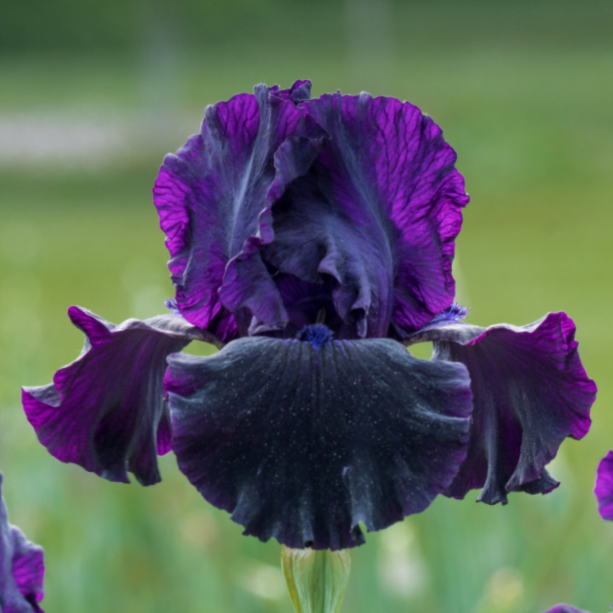 iris_germanica_ozark_rebounder_.jpg