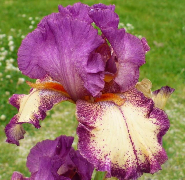iris_germanica_rock_star_.jpg