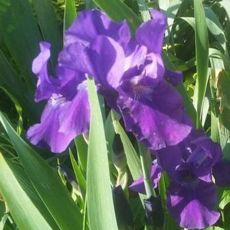 iris halston2.jpg