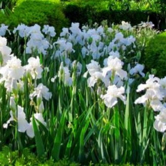 iris immortality2.jpg