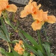 iris many mahalos2.jpg