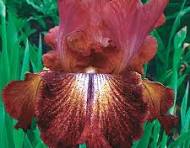 iris paprika.jfif