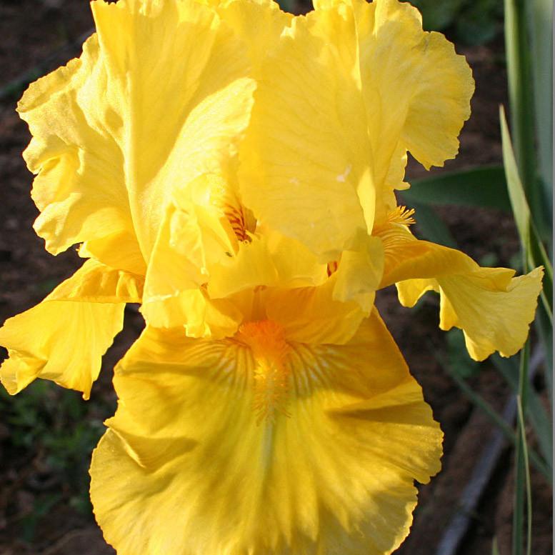 iris_pleasant_peasant[1].jpg