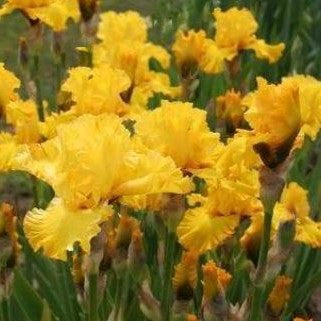 iris pure as gold2.jpg