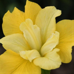 iris_siberica_sunfisher_.jpg