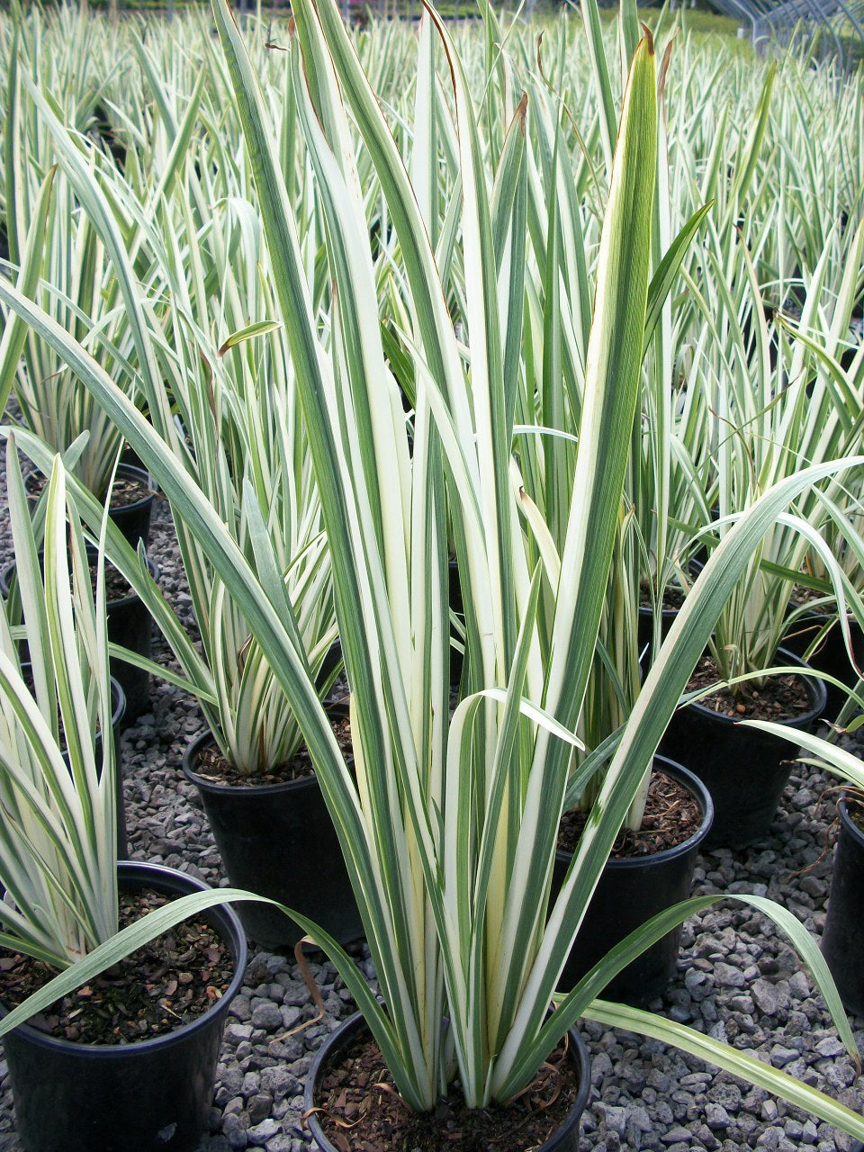 iris vaiegated 19 cm.jpg