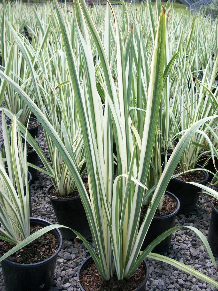 iris vaiegated 19 cm.jpg