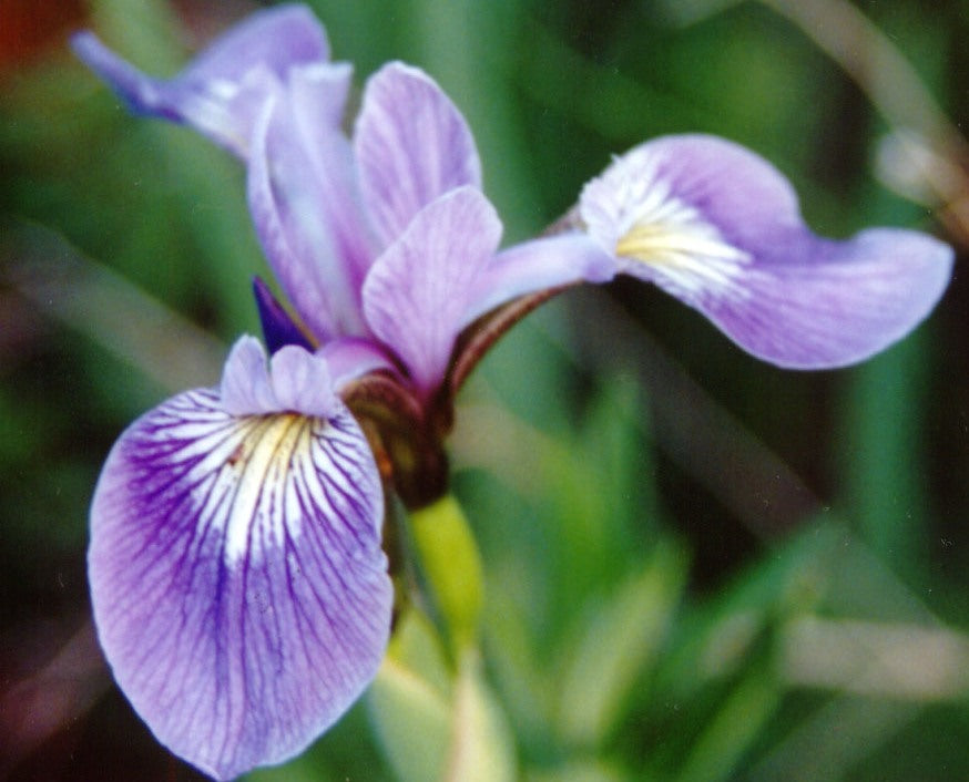 iris versicolor.jpg