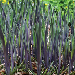 iris_versicolor_purple_flame_.jpg