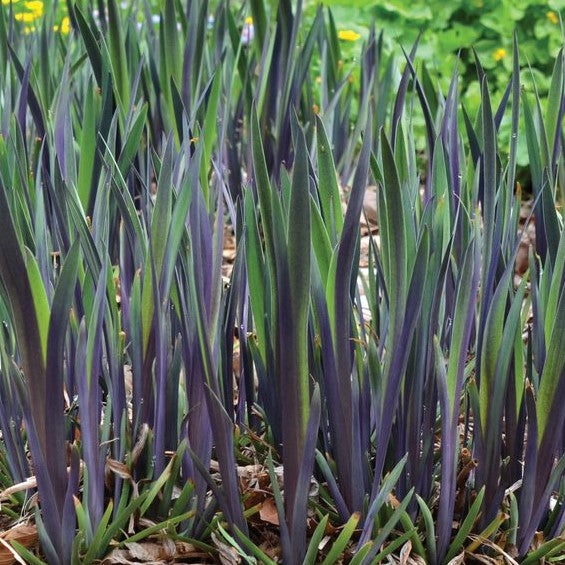 iris_versicolor_purple_flame_.jpg