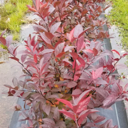itea_fountains_of_rouge_.jpg