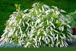 itea little henry landscape.JPG