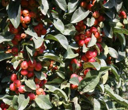 ivory-spear_crabapple.jpg