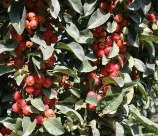 ivory-spear_crabapple.jpg