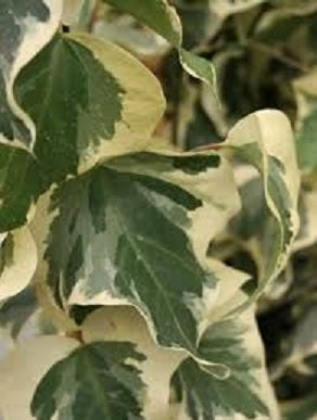 ivy_algerian_marengo[1].jpg