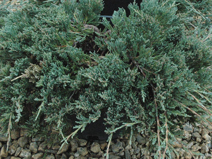 juniper_bar_harbor[1].jpg