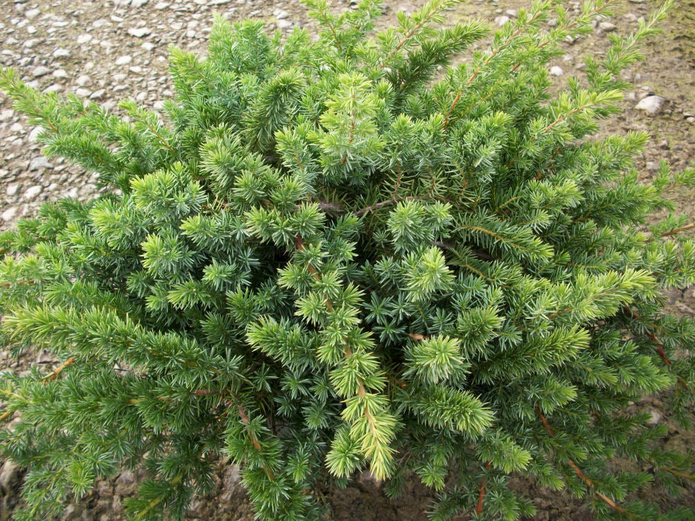 juniper bl pacific.jpg