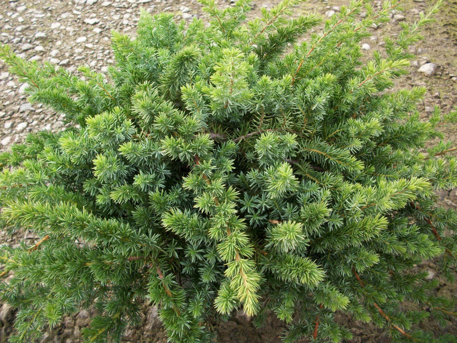 juniper bl pacific.jpg