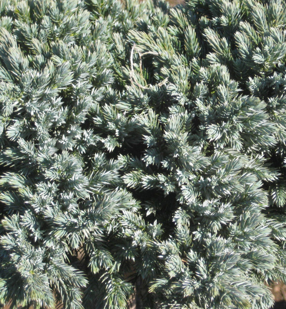 juniper bl star 11-6-09 191.jpg
