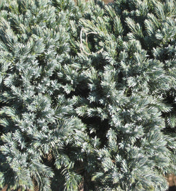 juniper bl star 11-6-09 191.jpg