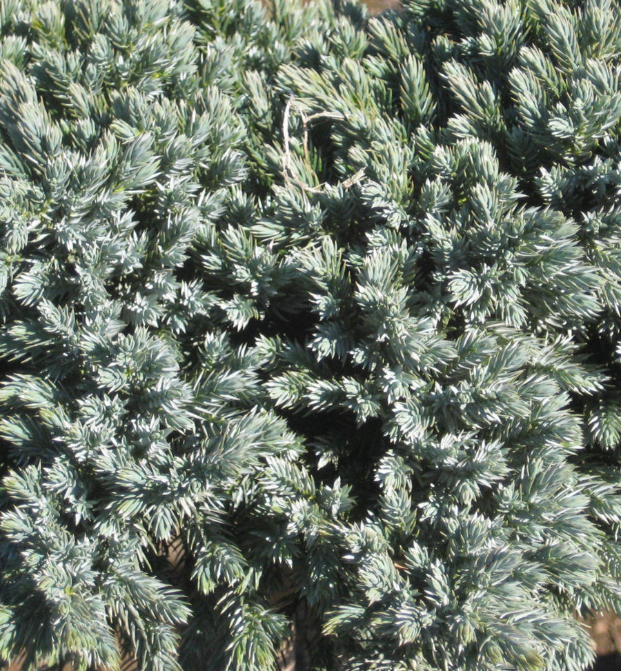 juniper bl star 11-6-09 191.jpg