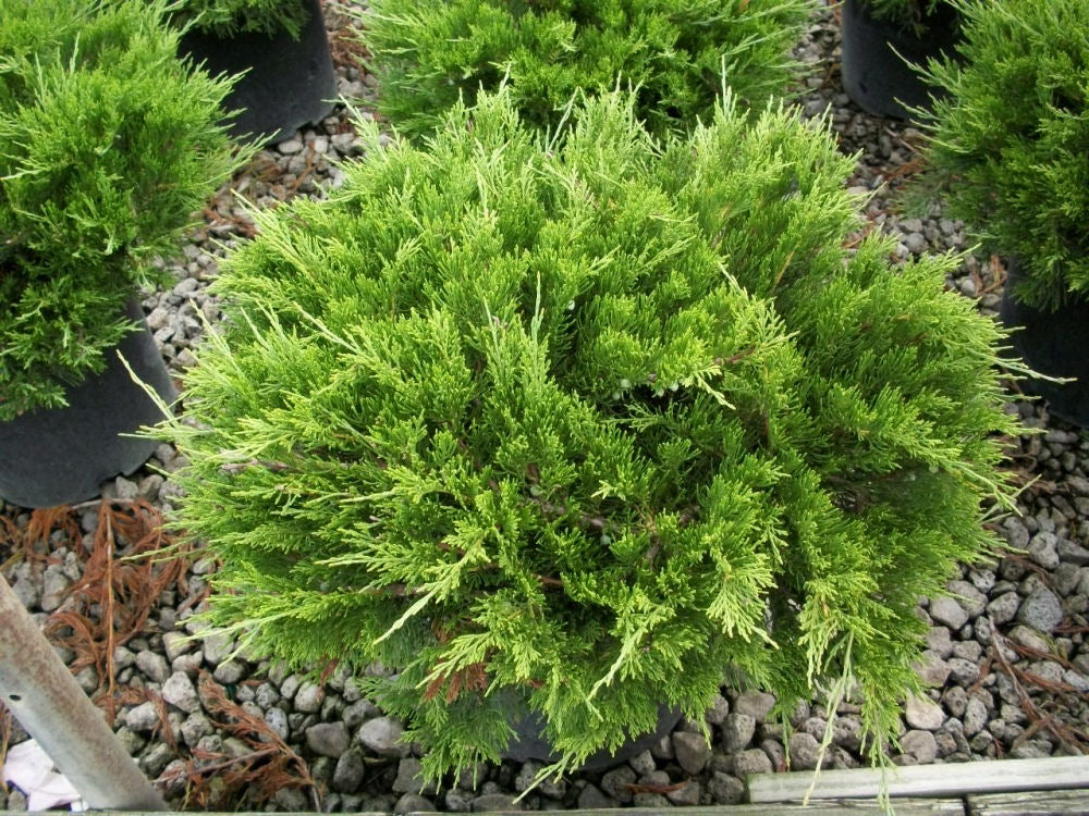 juniper buffalo.jpg