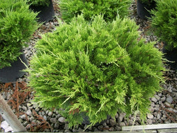 juniper buffalo.jpg