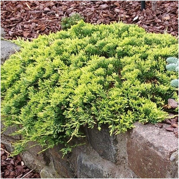 juniper_golden_carpet.jpg
