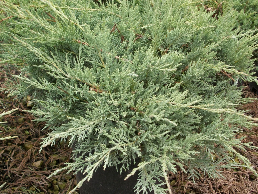 juniper grey owl.jpg