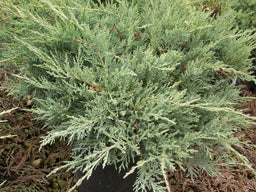 juniper grey owl.jpg