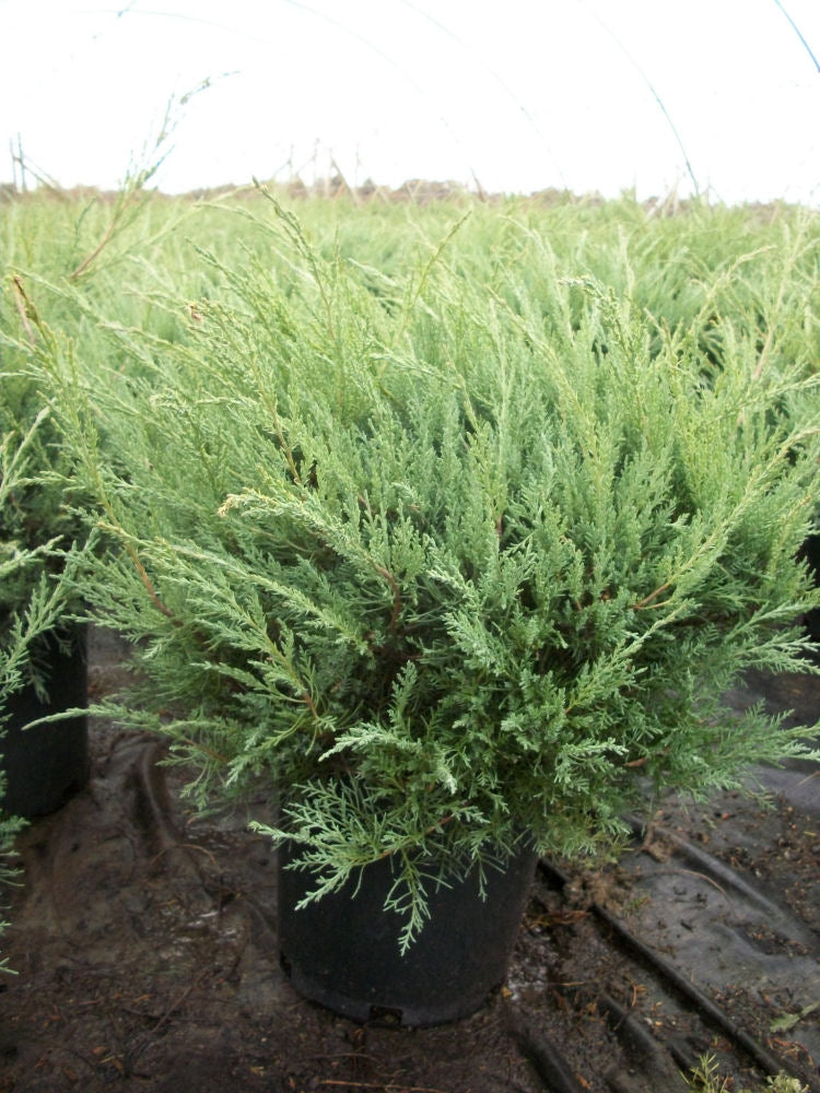juniper hetz glauca.jpg