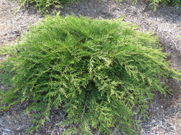 juniper sierra spreader.jpg